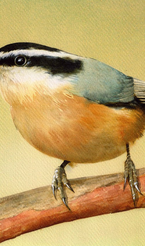 Red Breasted Nuthatch by REME Jr.