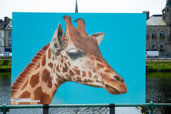 Le girafon - Exposition 2023