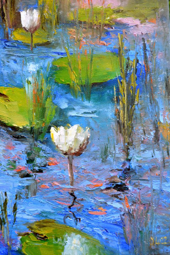 White Lily Pond