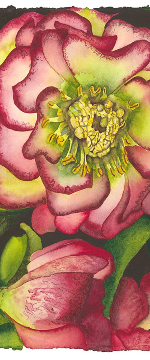 Shimmer & Glow by Mary Lyn Gough