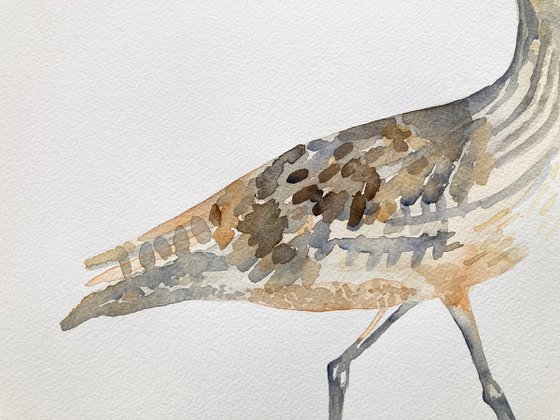 Curlew ( inspired by Jim Moir)
