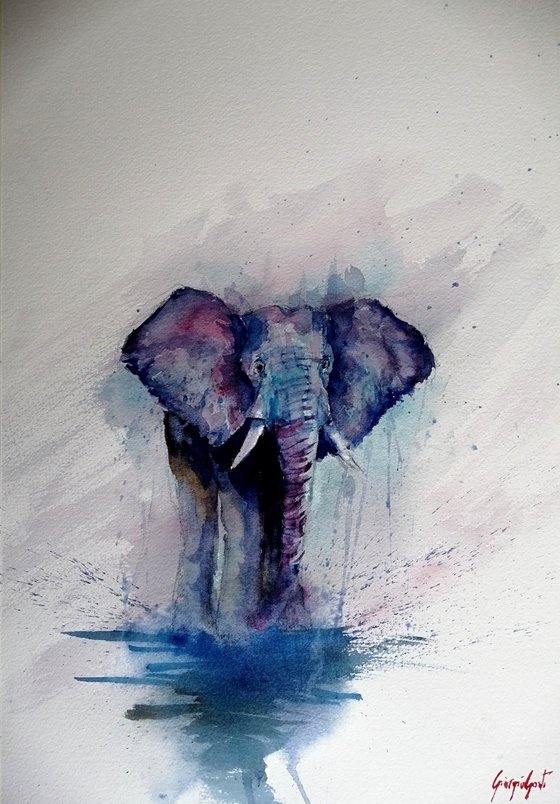 elephant 6