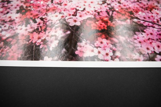 Romantic Sakura I (Samsung TV artwork)