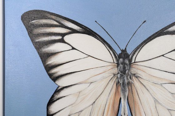 White Butterfly - Framed Oil Painting