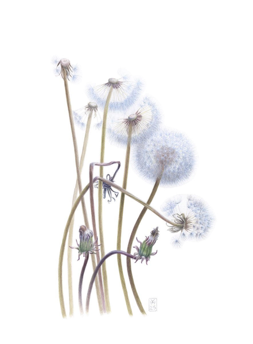 Photorealistic Botanical Watercolour By Yuliia Moiseieva, 11 X 15", Aging, Original Artwork