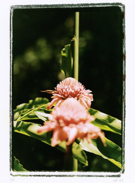 Wild Ginger, Limited Edition C-type print