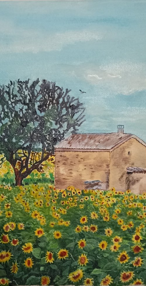 Sunflowers field by Isabelle Lucas