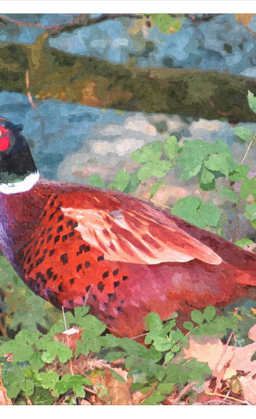 Pleasant Pheasant by David Lacey