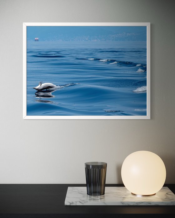DOLPHIN LIFE