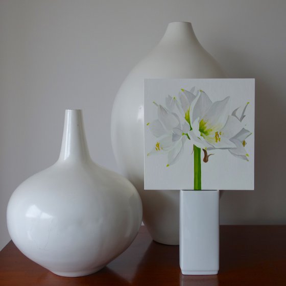 White Amaryllis