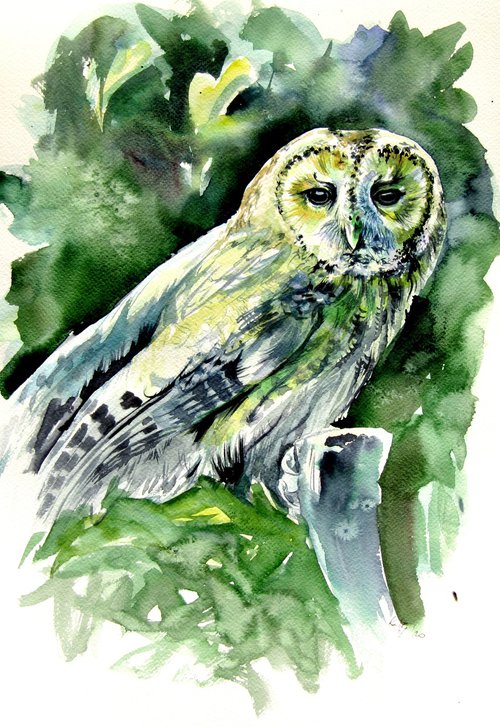 Majestic owl by Kovács Anna Brigitta