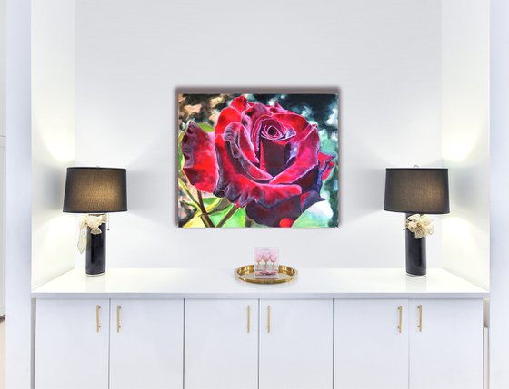 Burgundy Rose in Bloom