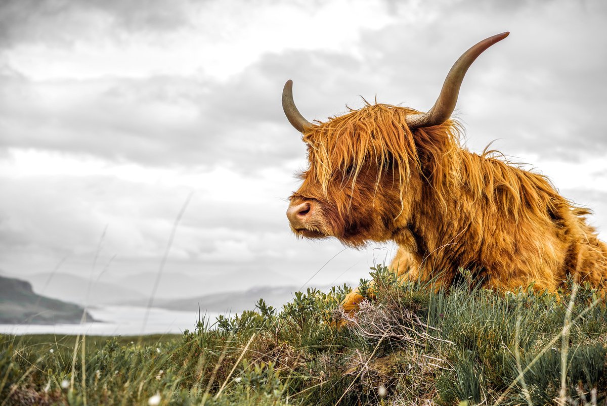 Photorealistic Landscape Photograph By Stephen Hodgetts Photography, 19 X 13", Highland Cow - Scotland, Original Artwork