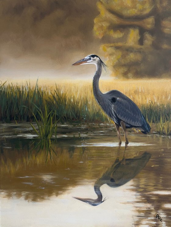 Great Blue Heron on Marsh