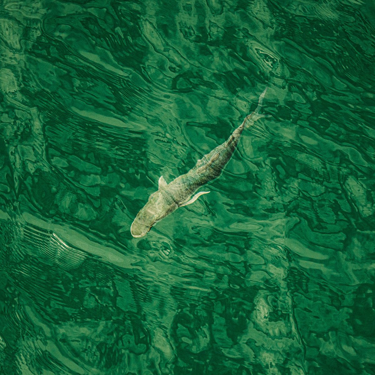 Photorealistic Animal Photograph By Katha Wood, 48 X 48", In Deep Water (Left Facing), Original Artwork