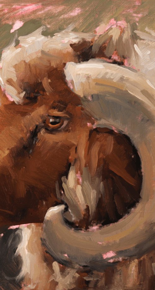 Awassi Sheep Study by Jade Eynon