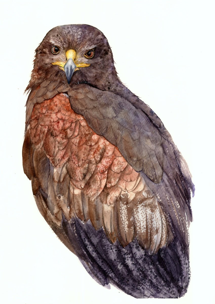 Photorealistic Animal Watercolour By Tetiana Savchenko, 13 X 17", Harris