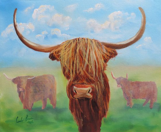 Highland cows