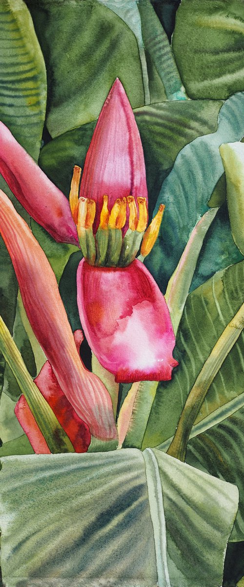 Banana blossom by Delnara El