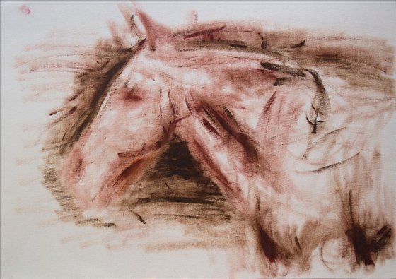 Horse Sketch Study