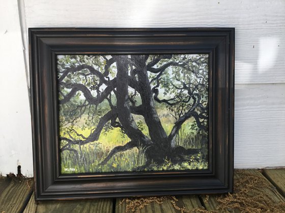PATRIOT OAK # 2