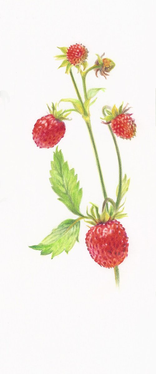 My Wild Berries as Bookmarks - The Wild Strawberries by Katya Santoro