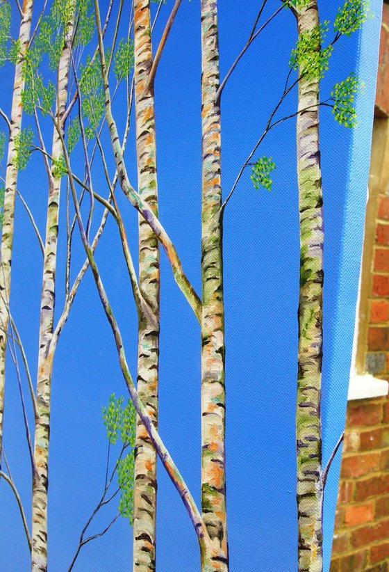 Silver Birch Trees in Spring