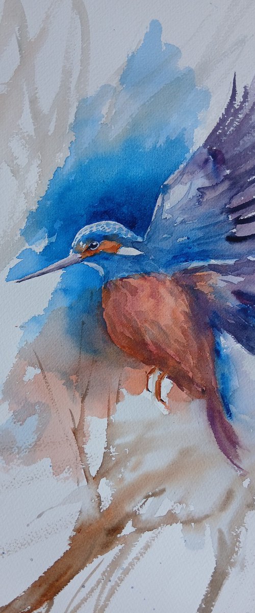 Kingfisher by Giorgio Gosti