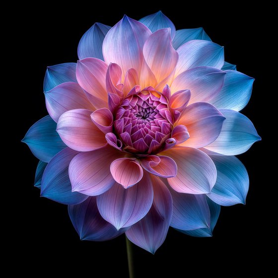 Rainbow Dahlia 2