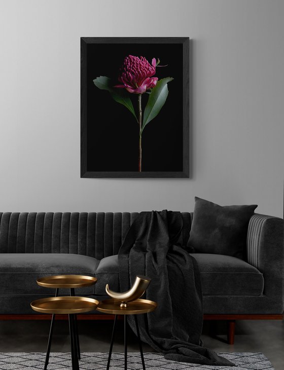 Red Waratah