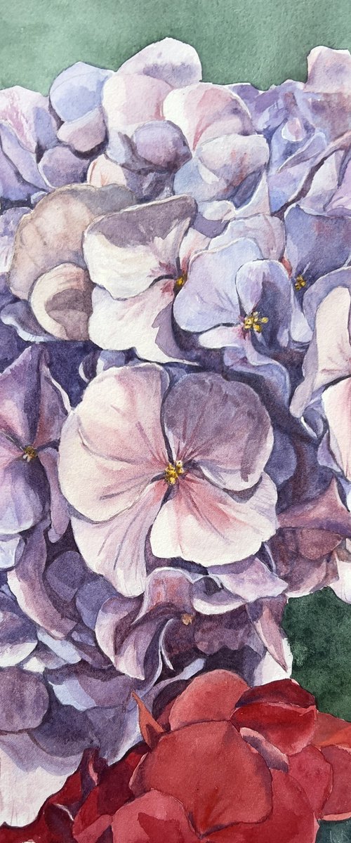 Old pink Hydrangea by Krystyna Szczepanowski