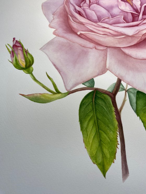 Pink Royal Rose