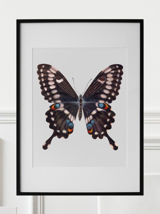 Papilio ophidicephalus (dorsal view)