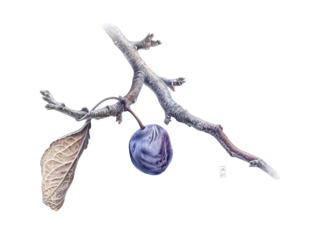 Prunus Spinosa by Yuliia Moiseieva