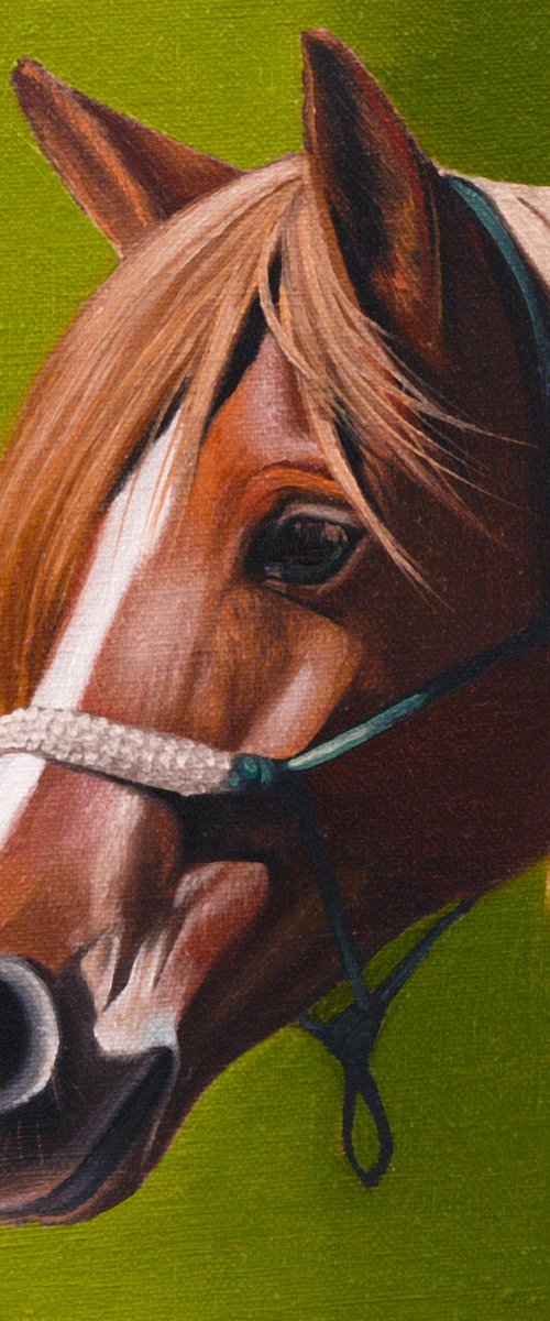 Horse Portrait 55 by Anastasia Parfilo