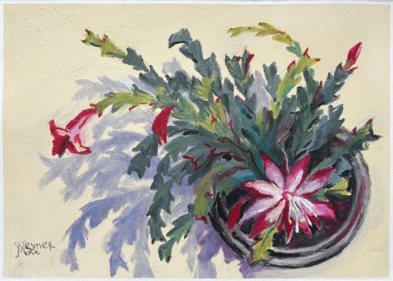 Christmas cactus