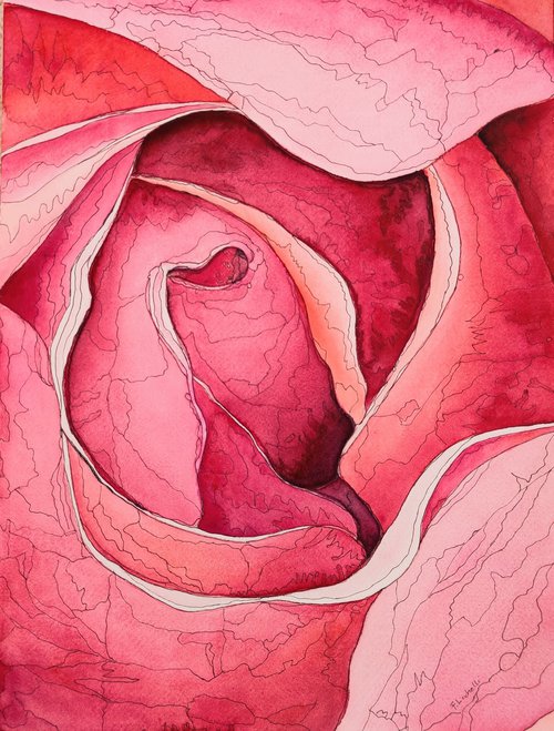 Abstract rose by Francesca Licchelli