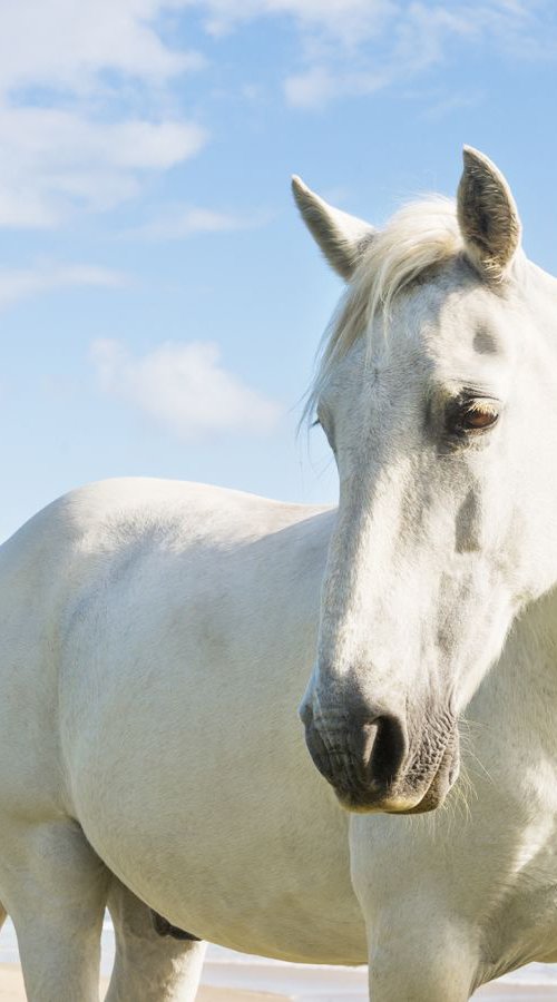 BEACH HORSES 2. by Andrew Lever