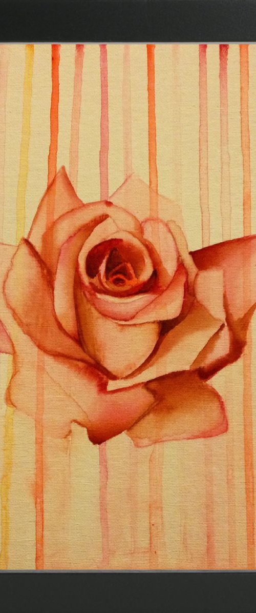 A rose is a rose by Carlo Toma