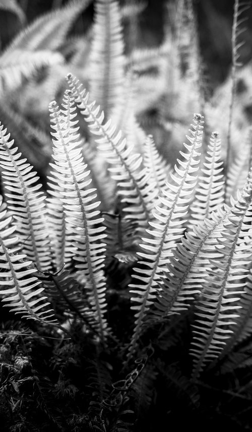 Fern Study - Isle of Skye by Stephen Hodgetts Photography