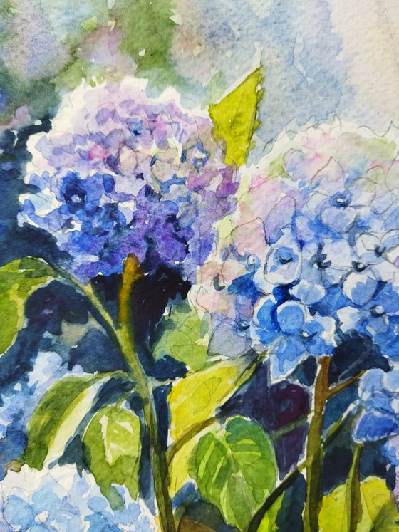 Hydrangeas flowers