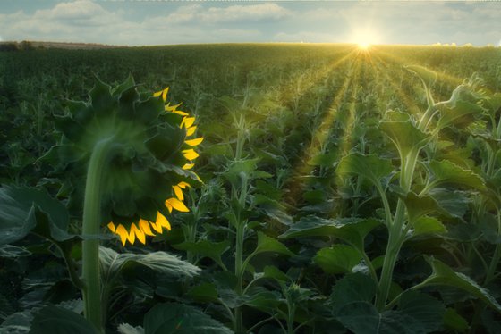 Turning to the Light