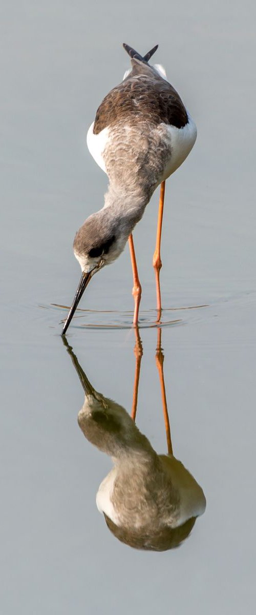 Mirror Image by Nick Dale