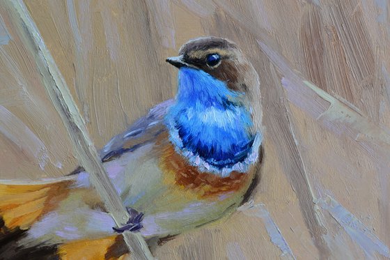 Bluethroat on a reed