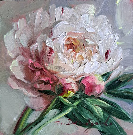 Peony flower