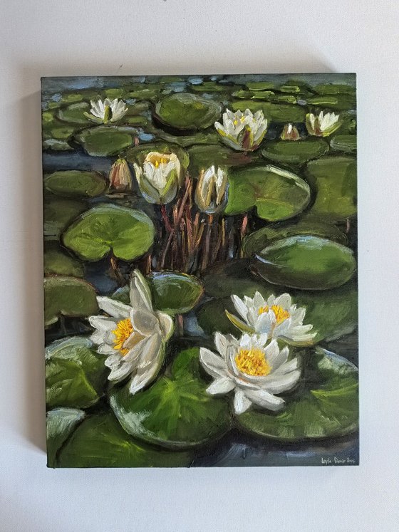 Water lilies