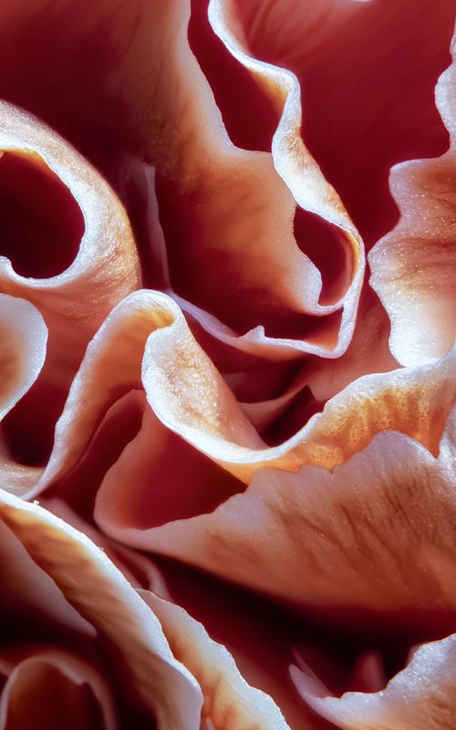 Waves of Carnation by Inna Etuvgi