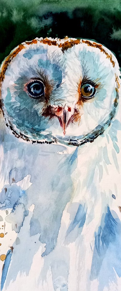 Barn owl portrait by Kovács Anna Brigitta