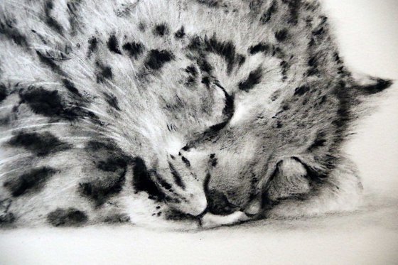Goodnight Sweetheart (Snow Leopard cub)