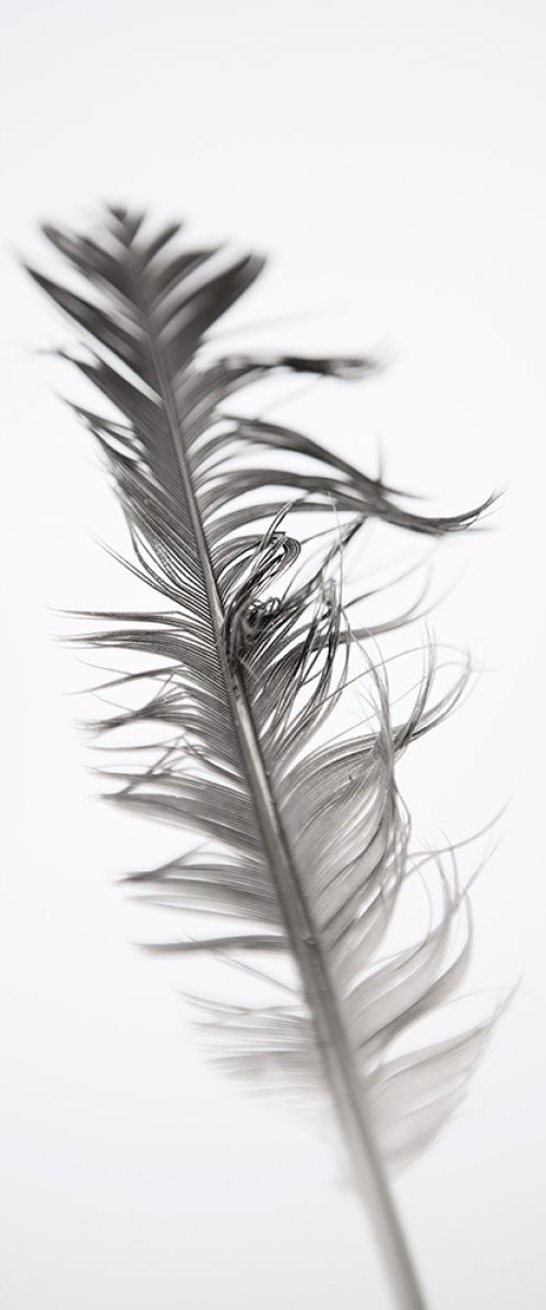 Ruffled feather by Steve Deer